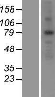 ANKZF1 Human Over-expression Lysates NM_018089