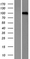 ls055144 lrrc8d human over expression lysates nm 018103 wb testing 2