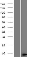 ls055145 thap1 human over expression lysates nm 199003 wb testing 2