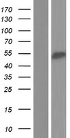 RBM23 Human Over-expression Lysates NM_001077351