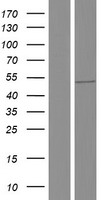RBM23 Human Over-expression Lysates NM_001077352