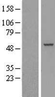 RBM23 Human Over-expression Lysates NM_018107