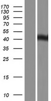 ls055148 c14orf130 ubr7 human over expression lysates nm 001100417 wb testing 2