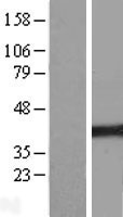 ls055148 c14orf130 ubr7 human over expression lysates nm 018108 wb testing 1