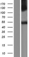 ls055148 c14orf130 ubr7 human over expression lysates nm 175748 wb testing 3