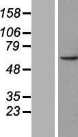 ls055149 polya rna polymerase mitochondrial mtpap human over expression lysates nm 018109 wb testing 1