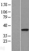 ls055152 dalrd3 human over expression lysates nm 018114 wb testing 1
