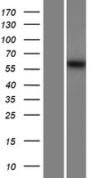 ls055154 msto1 human over expression lysates nm 018116 wb testing 1