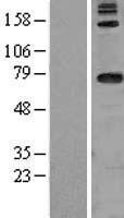 ls055157 dars2 human over expression lysates nm 018122 wb testing 1