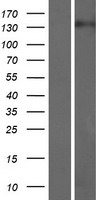 ARHGEF10L Human Over-expression Lysates NM_018125