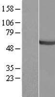 CEP55 Human Over-expression Lysates NM_018131