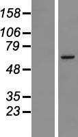 MSL2L1 (MSL2) Human Over-expression Lysates NM_018133