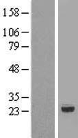 RNMTL1 (MRM3) Human Over-expression Lysates NM_018146