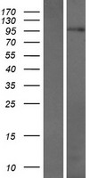 C17orf71 (SMG8) Human Over-expression Lysates NM_018149