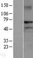ls055182 rnf220 human over expression lysates nm 018150 wb testing 1