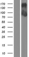 ls055184 dzank1 human over expression lysates nm 001099407 wb testing 1