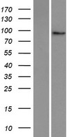 MyoGEF (PLEKHG6) Human Over-expression Lysates NM_001144856