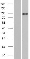 MyoGEF (PLEKHG6) Human Over-expression Lysates NM_001144857