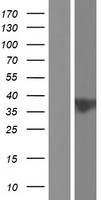 ls055216 nkapd1 human over expression lysates nm 001082970 wb testing 3