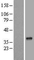 ls055216 nkapd1 human over expression lysates nm 018195 wb testing 1