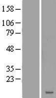 ls055222 lrrc20 human over expression lysates nm 018205 wb testing 2