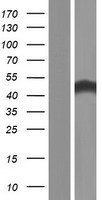 PNMA8A Human Over-expression Lysates NM_001103149