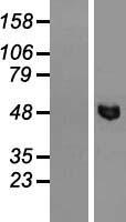 SMU1 Human Over-expression Lysates NM_018225