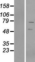 ls055237 vrtn human over expression lysates nm 018228 wb testing 1