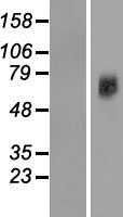 ls055238 slc38a7 human over expression lysates nm 018231 wb testing 1