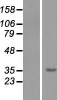 ls055248 pacc1 human over expression lysates nm 018252 wb testing 1