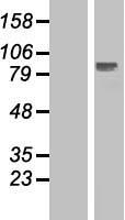STATIP1 (ELP2) Human Over-expression Lysates NM_018255