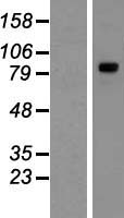 Rsafd1 (TYW1) Human Over-expression Lysates NM_018264
