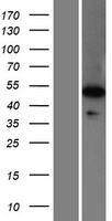 ls055255 wdr41 human over expression lysates nm 018268 wb testing 1