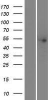 THNSL2 Human Over-expression Lysates NM_018271