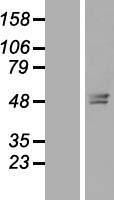 ls055260 tmem143 human over expression lysates nm 018273 wb testing 1