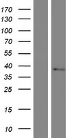 ls055266 tmem19 human over expression lysates nm 018279 wb testing 1