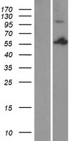 PSPC1 Human Over-expression Lysates NM_001042414