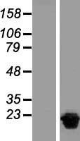 ls055270 nudt15 human over expression lysates nm 018283 wb testing 1