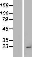 ls055272 imp3 human over expression lysates nm 018285 wb testing 1