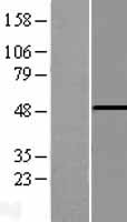 PHF10 Human Over-expression Lysates NM_018288