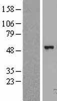 FGGY Human Over-expression Lysates NM_018291