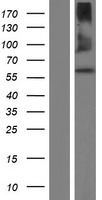 QRSL1 Human Over-expression Lysates NM_018292