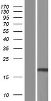 TMEM140 Human Over-expression Lysates NM_018295
