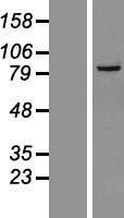 ls055282 lrrc36 human over expression lysates nm 018296 wb testing 1