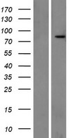 MIRO1 (RHOT1) Human Over-expression Lysates NM_001033568