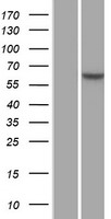 FBXW7 Human Over-expression Lysates NM_001013415