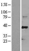 FBXW7 Human Over-expression Lysates NM_033632