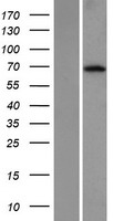 KLHL26 Human Over-expression Lysates NM_018316
