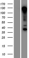 RNF121 Human Over-expression Lysates NM_018320