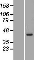 ls055299 bxdc2 brix1 human over expression lysates nm 018321 wb testing 1